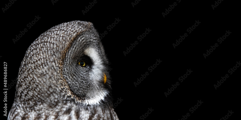 Fotografie Bartkauz auf schwarzem Grund