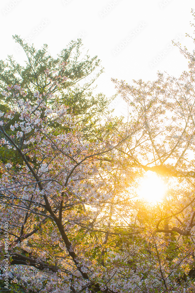 Pink sakura blossom flower sunset light outdoor park = Pink sakura blossom flower sunset light outdoor park =