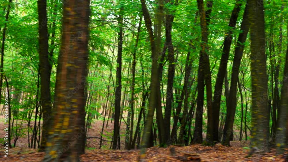 Walking through the locust tree forest with sound of beautiful singing birds Walking through the locust tree forest with sound of beautiful singing birds