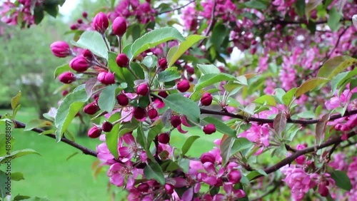 Blooming of an ornamental apple tree in spring. Branches of a decorative apple tree with flowers sway in the wind