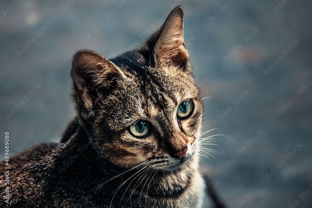 Closer look of Sri Lankan domestic cat
