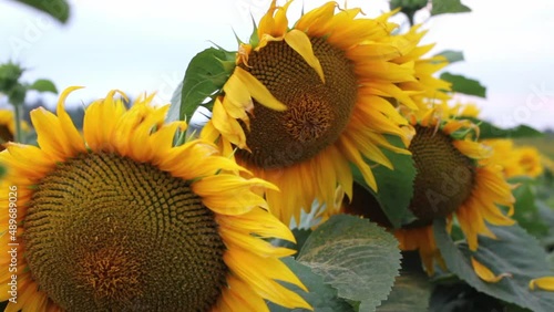 Yellow sunflower head located in the foreground blooming in time lapse against the backdrop of the sunset sky. Amazing beautiful background