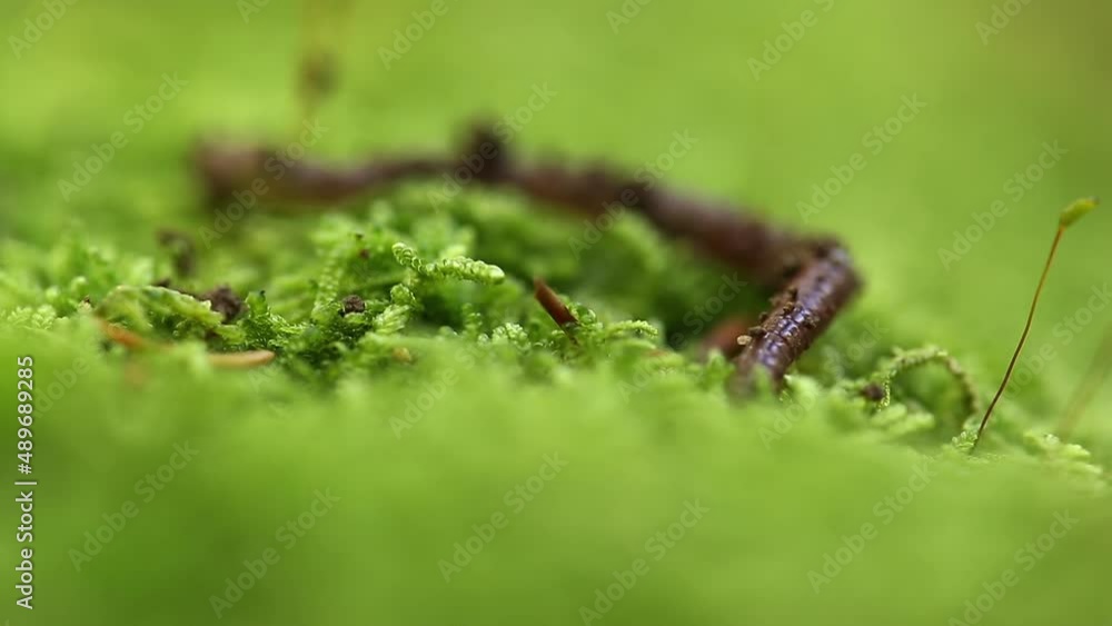Close up view of earthworm on vibrant moss Close up view of earthworm on vibrant moss