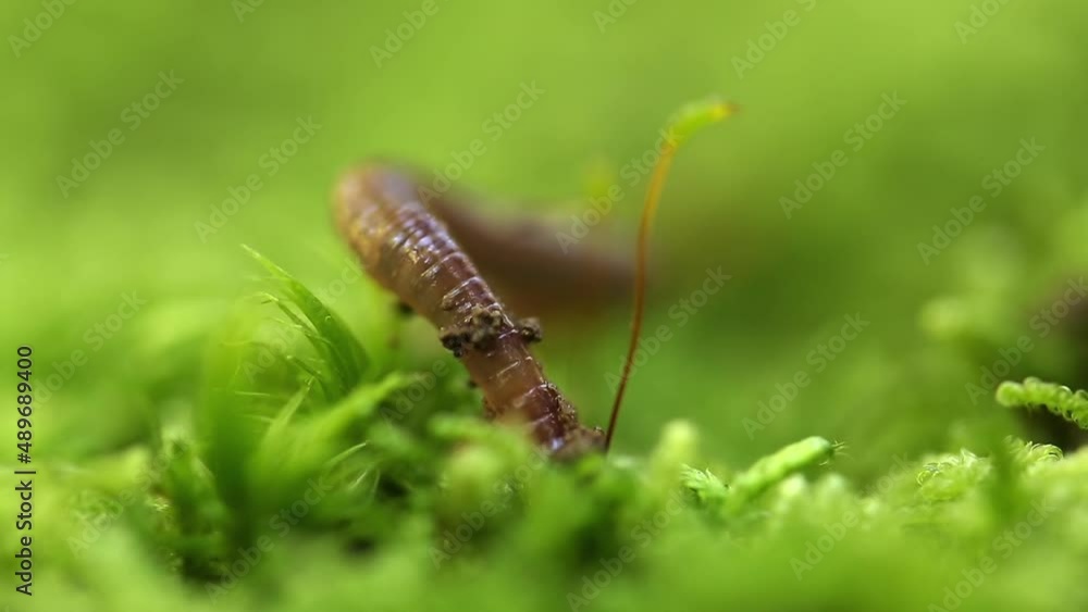 Close up view of earthworm on vibrant moss Close up view of earthworm on vibrant moss