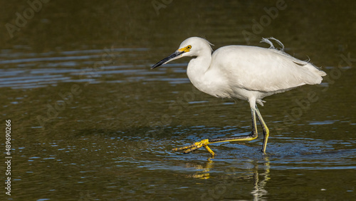 Egret shorebird on the water © William