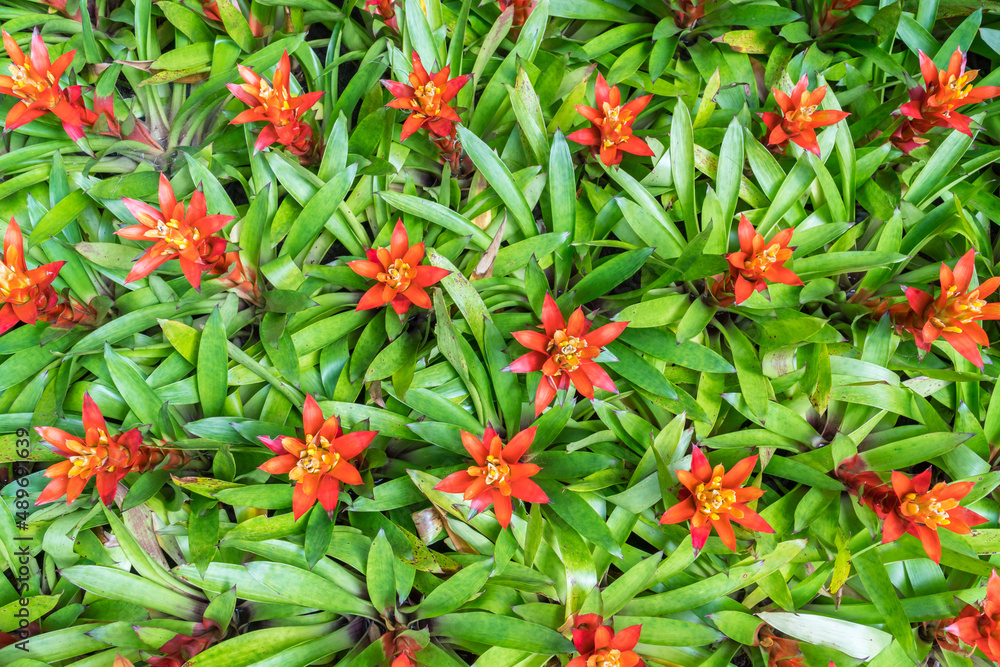Red Bromeliad flower with green leaf background. Nature colorful flower background in garden at Thailand Red Bromeliad flower with green leaf background. Nature colorful flower background in garden at Thailand
