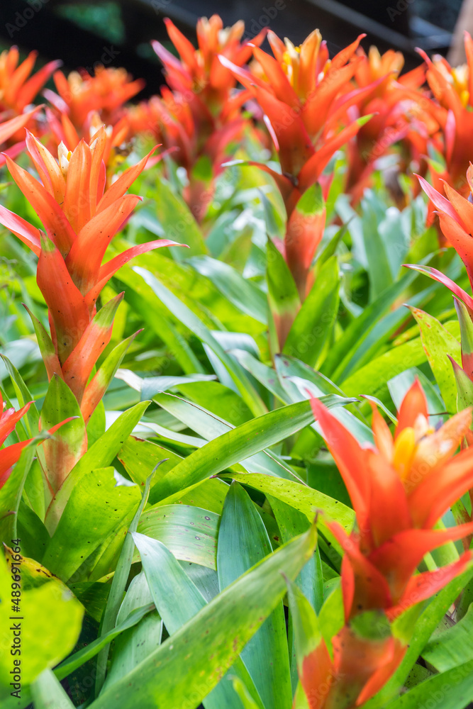 Red Bromeliad flower with green leaf background. Nature colorful flower background in garden at Thailand