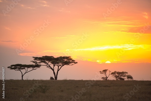 Horizontal sunrise landscape view with acacia trees at safari in Serengeti national park, Tanzania