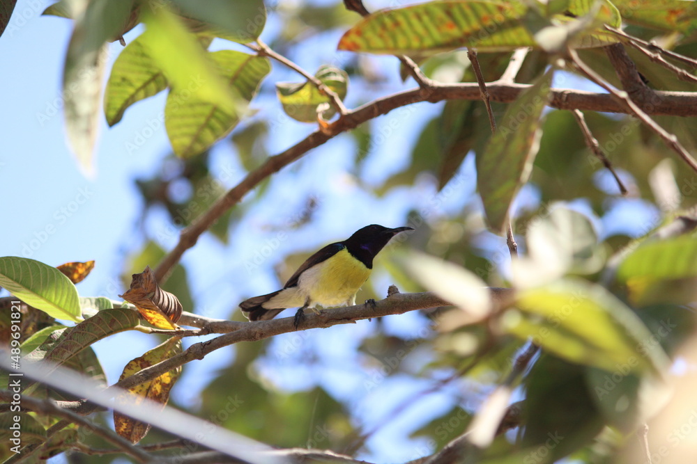 Fototapeta premium Bird on plant of branch,bird on plant yellow bird