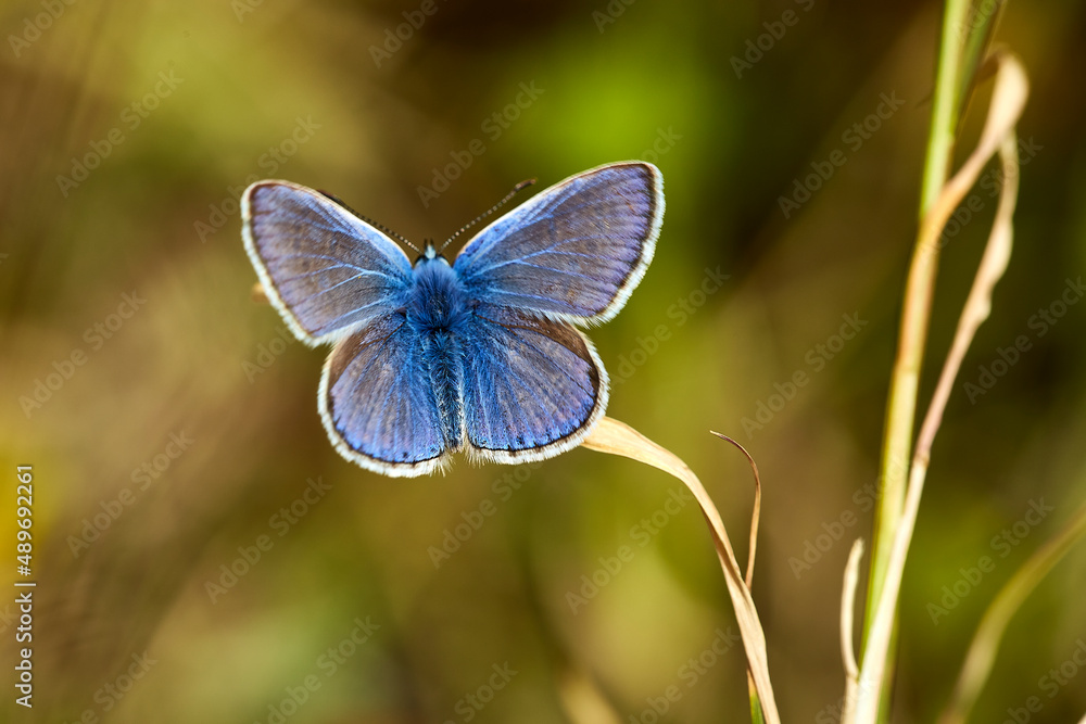 Icaro11 (Serie Mariposas Ibéricas) Icaro11 (Serie Mariposas Ibéricas)