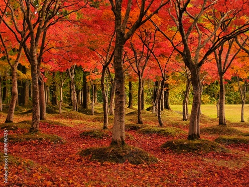 紅葉
