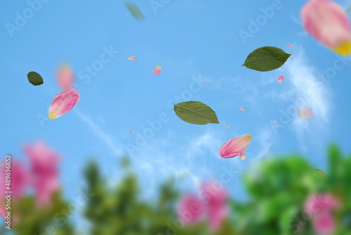  blue sky  pink green flowers and leaves petal floral festive summer template backgrpundf  greerting s card copy space photo