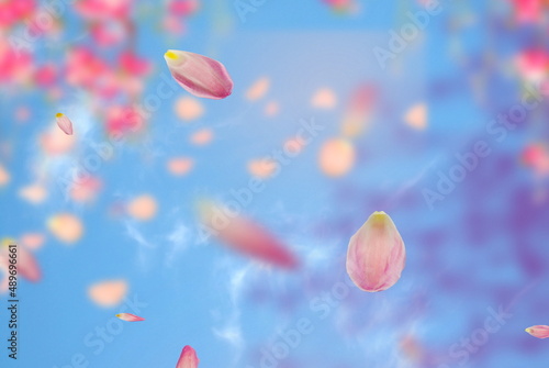  blue sky  pink green flowers and leaves petal floral festive summer template backgrpundf  greerting s card copy space photo