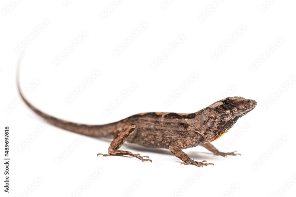 Naklejka premium Brown anole (Anolis sagrei) on a white background