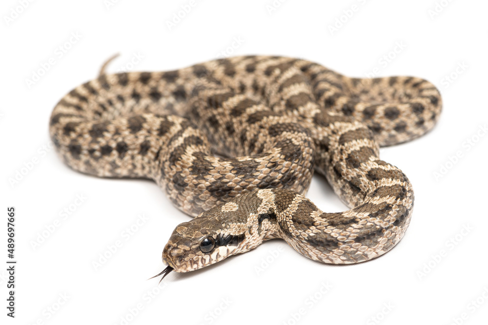 Four-lined snake (Elaphe quatuorlineata) on a white background Four-lined snake (Elaphe quatuorlineata) on a white background