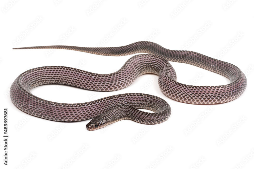 Obraz premium Crosse's file snake (Limaformosa crossi) on a white background
