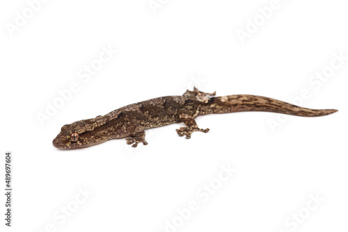 Robust forest bavayia (Bavayia robusta) on a white background
