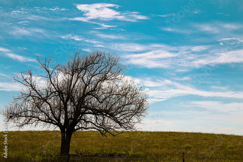 single tall pasture tree silhouette field grazing farmland rural country blue sky autumn landscape