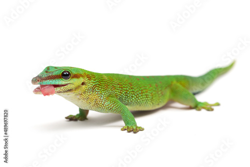 Madagascar day gecko (Phelsuma madagascariensis madagascariensis) sticking out his tongue on a white background © Florian