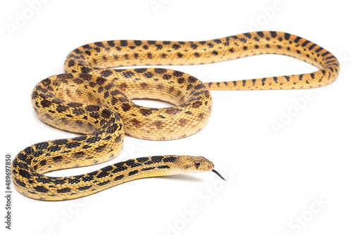 Sonoran gophersnake  (Pituophis catenifer affinis) on a white background