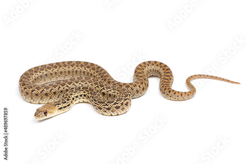 San Diego gophersnake  (Pituophis catenifer annectens) on a white background