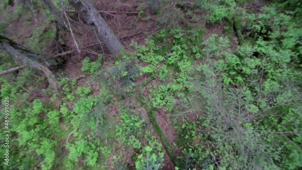 View of forest floor View of forest floor