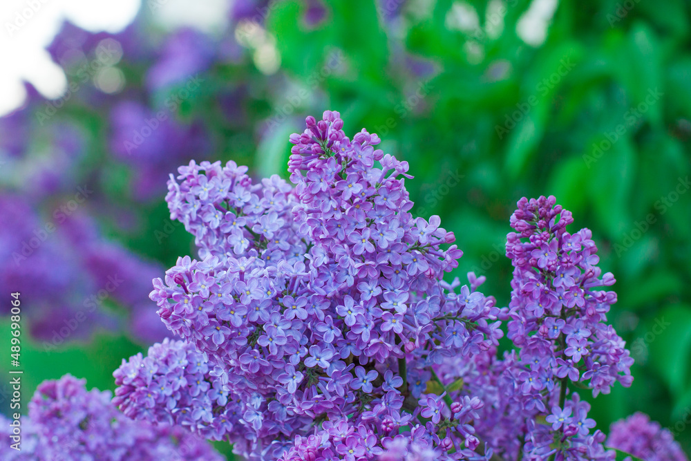 Beautiful lilac flowers. Lilacs bloom beautifully outdoors in spring. Blooming lilac bush with tender tiny flower, lilac flower on the bush. Beautiful lilac flowers. Lilacs bloom beautifully outdoors in spring. Blooming lilac bush with tender tiny flower, lilac flower on the bush.