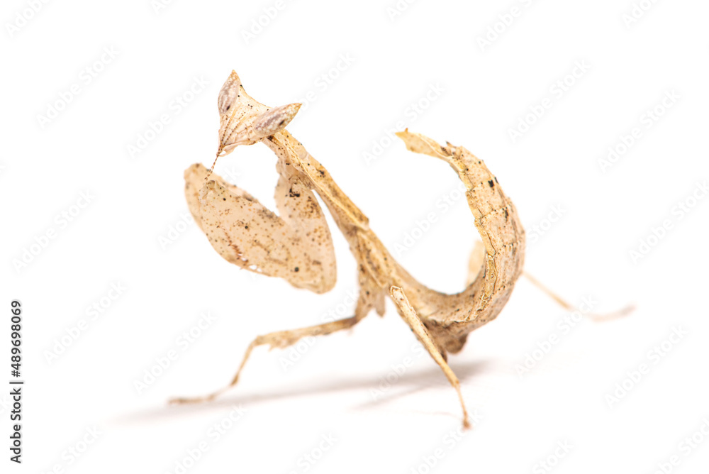 Obraz premium Praying mantis (Brancsikia freyi) on a white background