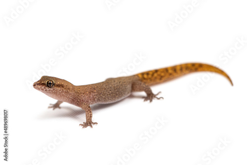 Morocco lizard-fingered gecko (Saurodactylus brosseti) on a white background