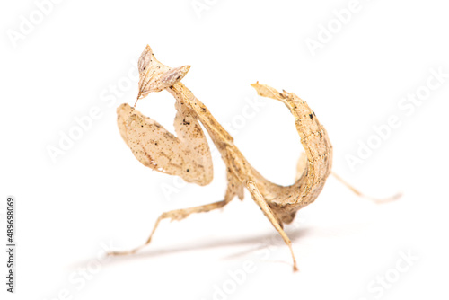 Praying mantis (Brancsikia freyi) on a white background