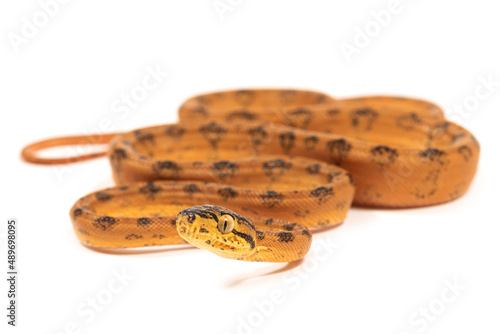 Amazon tree boa (Corallus hortulana)  on a white background