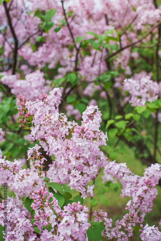 Fototapeta premium Beautiful lilac flowers. Lilacs bloom beautifully outdoors in spring. Blooming lilac bush with tender tiny flower, lilac flower on the bush.