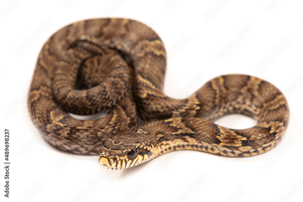 Korean rat snake (Elaphe anomala) on a white background Korean rat snake (Elaphe anomala) on a white background
