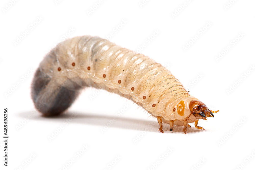 Naklejka premium Beetle larva on a white background