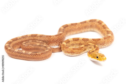 Eastern rat snake (Pantherophis alleghaniensis) on a white background