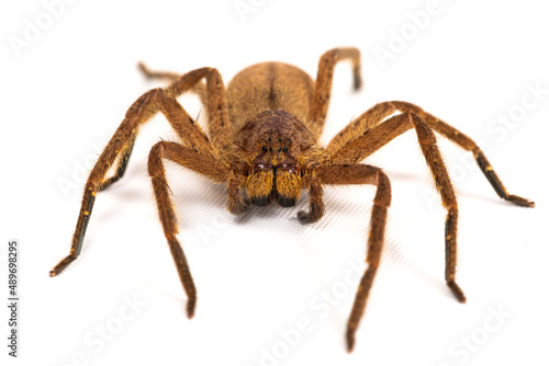 Huntsman spiders (Heteropoda javana) on a white background