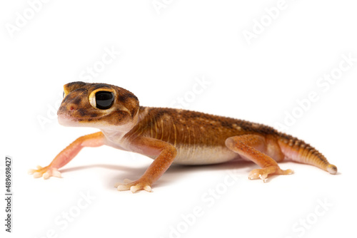 Acacia knob-tailed gecko (Nephrurus deleani) on a white background
