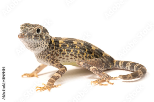 Carter s rock gecko  Pristurus carteri  on a white background