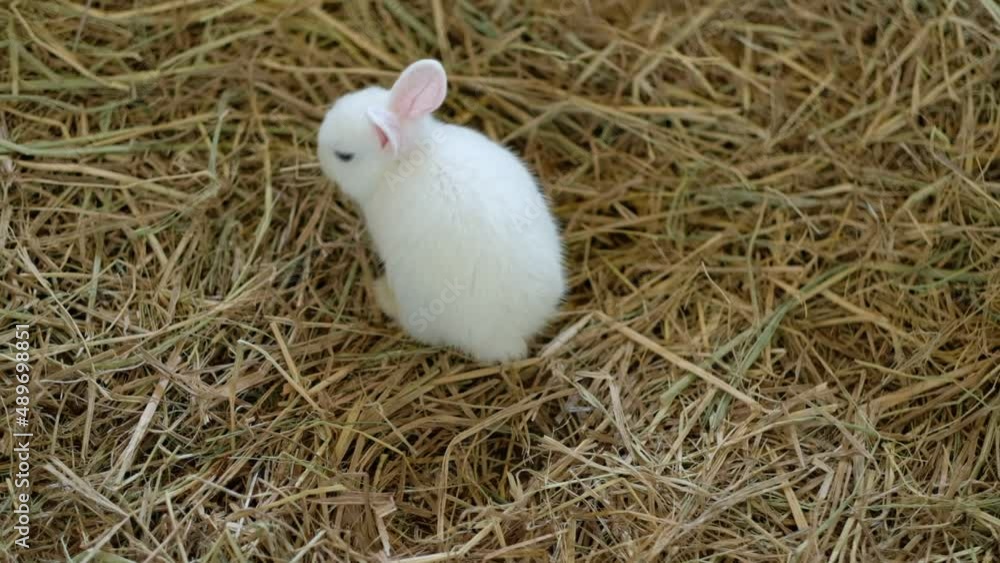 rabbit, bunny pet with blur background, animals
rabbit, bunny pet with blur background, animals
