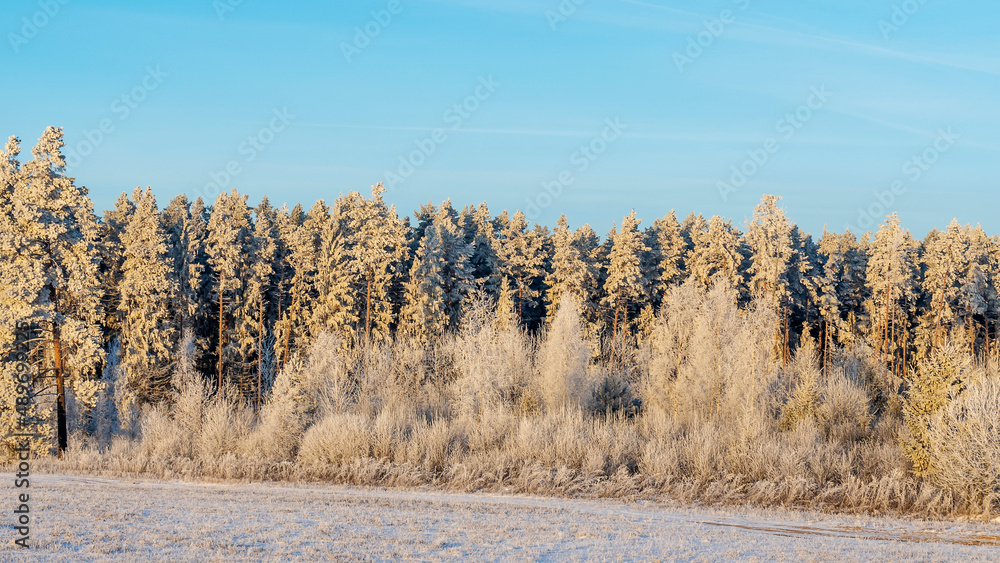 Winter landscape with snowy bushes and trees on blue sky background. Plants are covered with hoar frost. Winter landscape with snowy bushes and trees on blue sky background. Plants are covered with hoar frost.