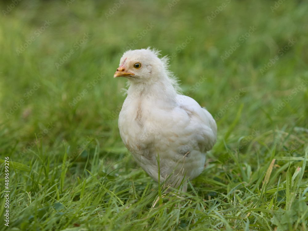 Fototapeta premium New born white chicken mixed breed