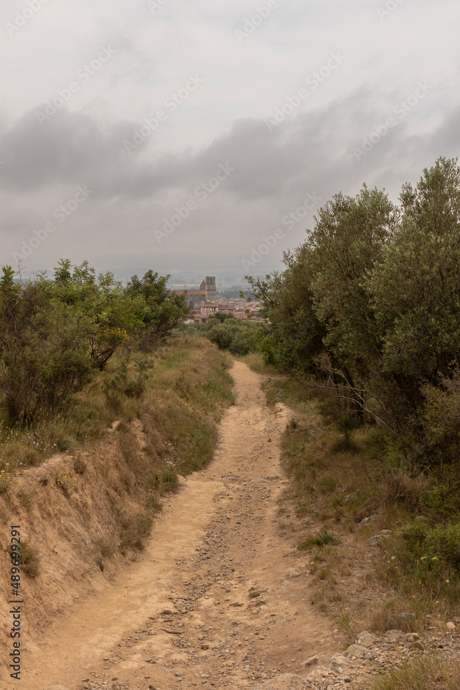 olive plantation on the costa brava in torroella de montgri a cloudy day