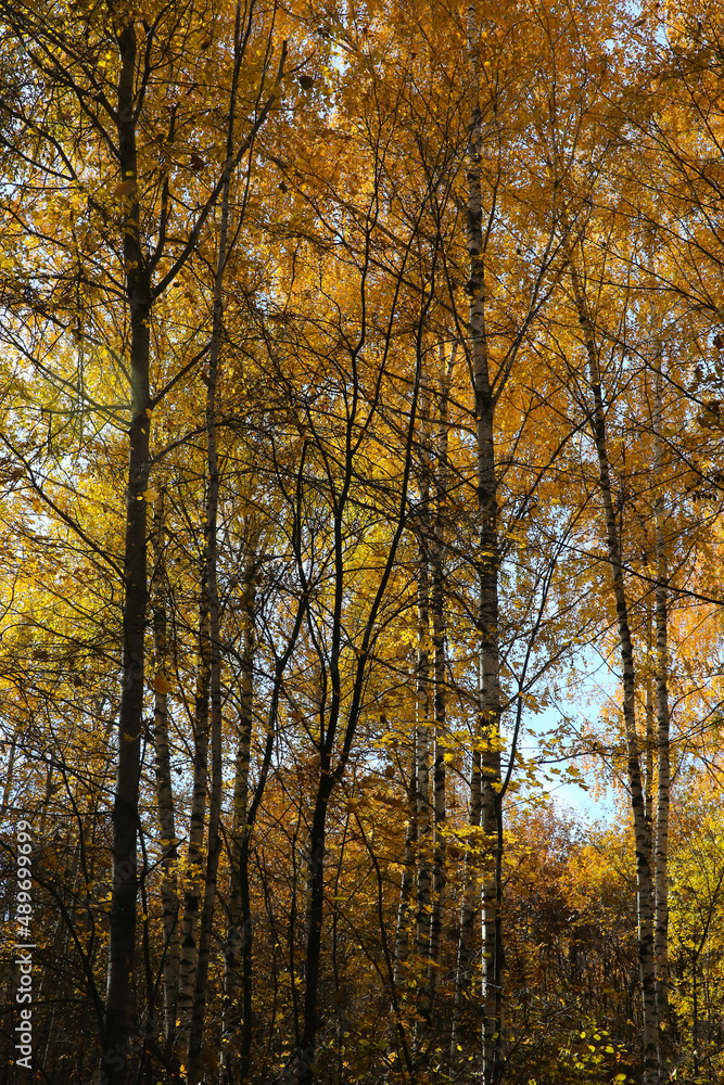 autumn landscape, leaf fall in the forest on a sunny day, blurred autumn landscape, leaf fall in the forest on a sunny day, blurred