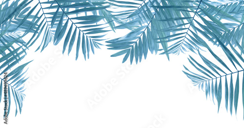 frame of palm blue leaves isolated on white background