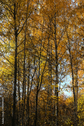 autumn landscape, leaf fall in the forest on a sunny day, blurred