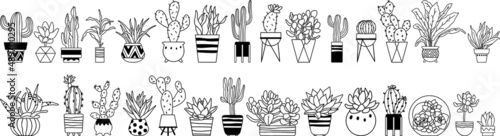 Cacti and succulents. Home plants hand drawn vector.