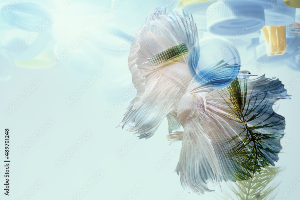 Fototapeta premium Creative double exposure of Siamese fighting fish with used plastic bottle caps in water.Concept background for environmentalism and plastic awareness.