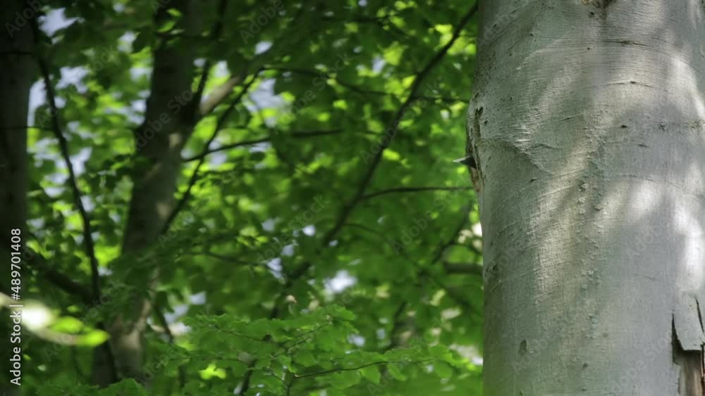 View of small bird emerging from hole in tree