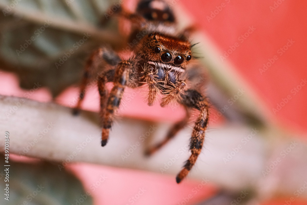 Spider on a stem close-up macro Spider on a stem close-up macro