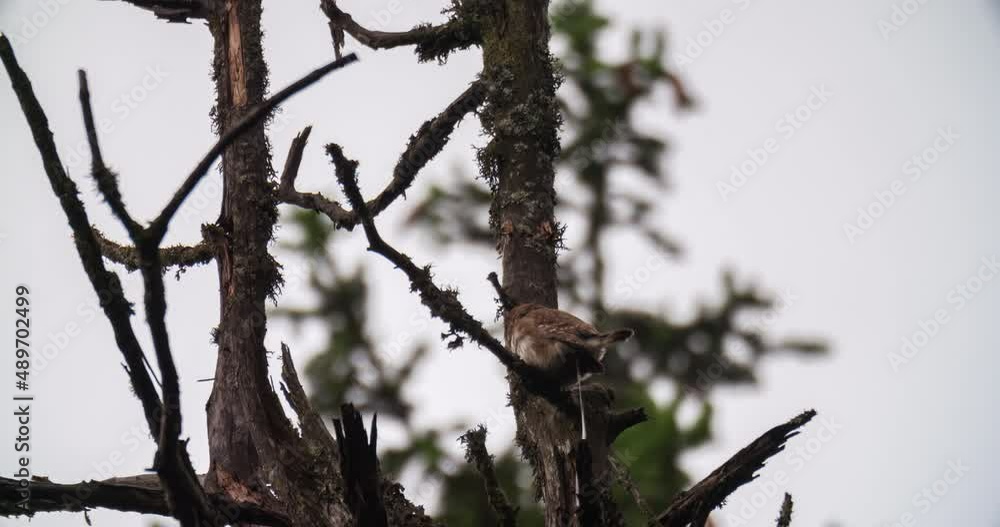 View of bird of prey perched on tree branch View of bird of prey perched on tree branch